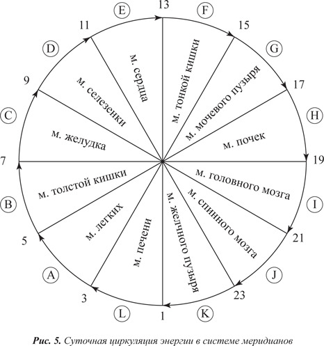 Меридианы человека по часам активности схема