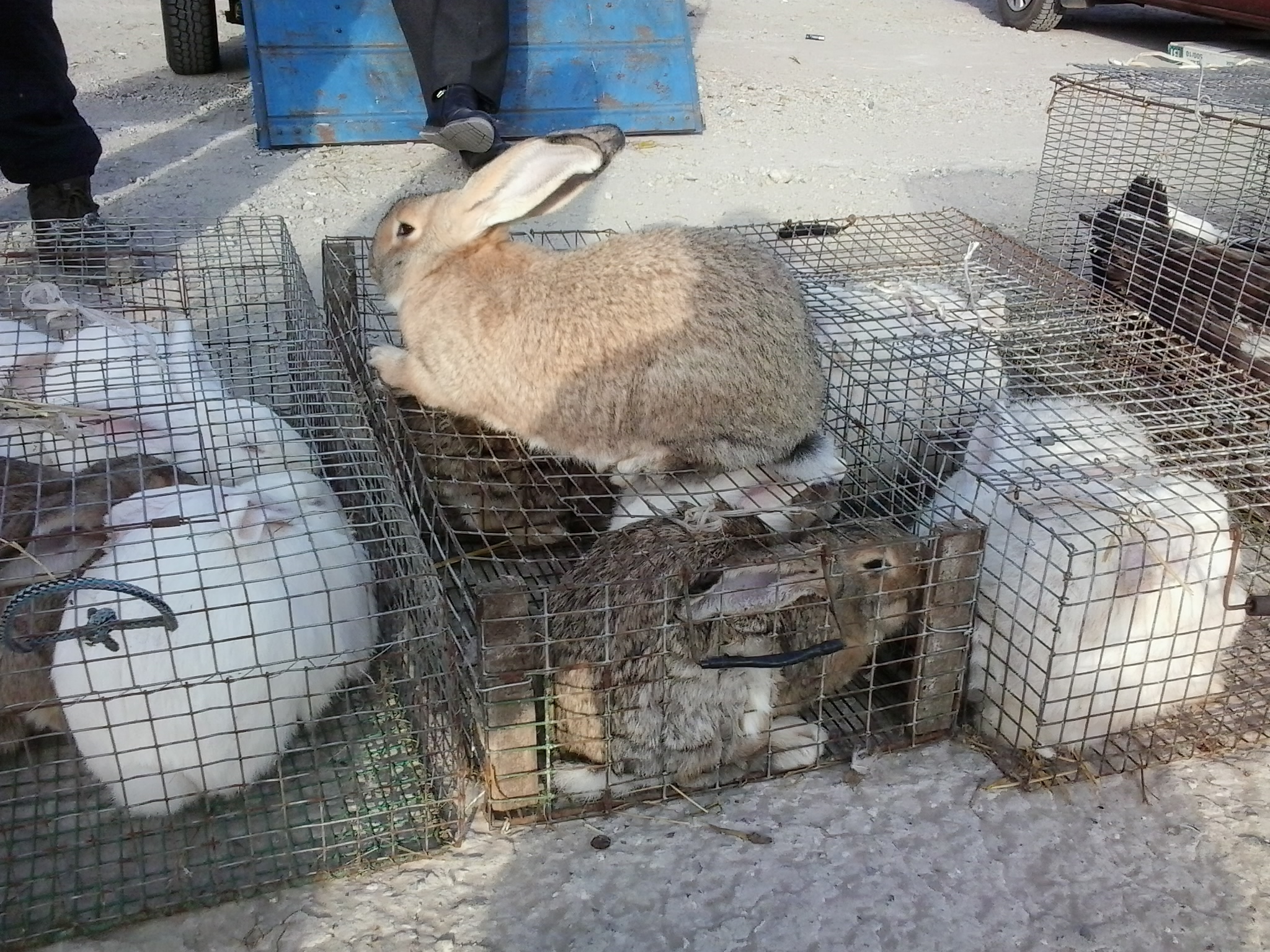 Выставка кроликов