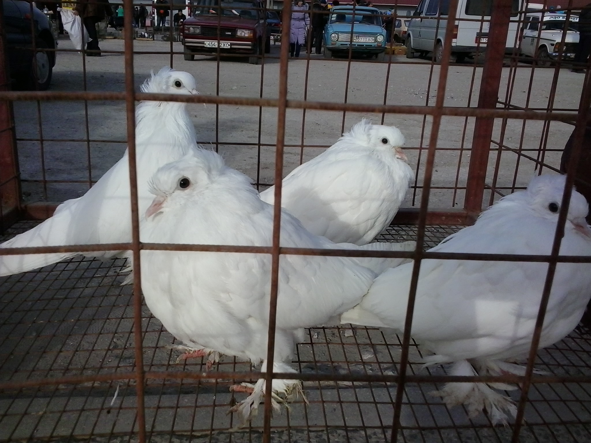 Выставка голубей, птиц и животных в Украине