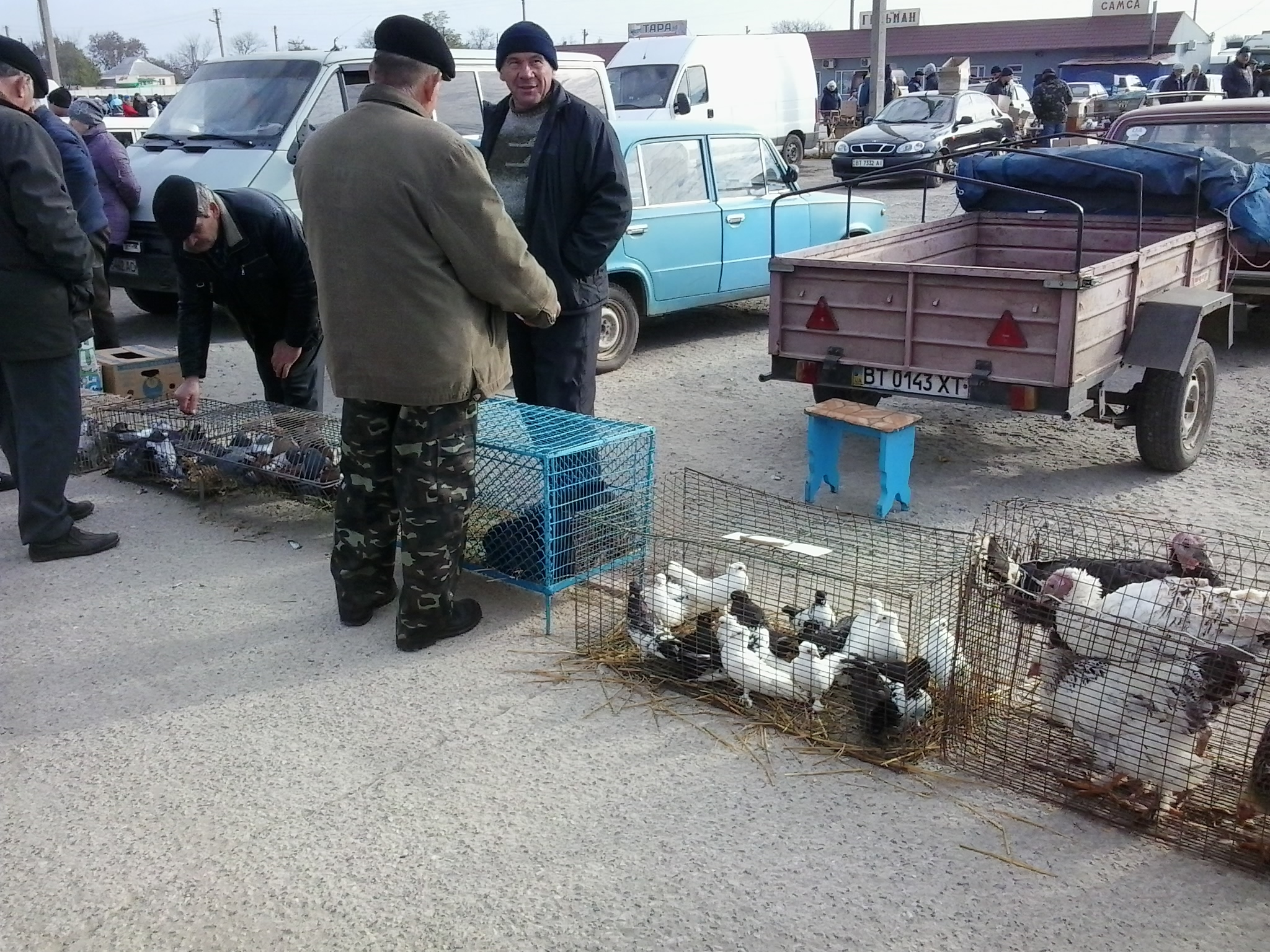 Выставка голубей, птиц и животных в Украине