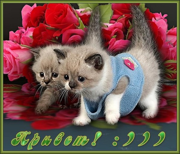 Открытка евровидение, котики с надписью приветик