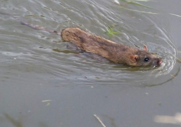 Можно ли крысам воду. Крыса плавает в воде. Водоплавающая крыса. Мышь плавает. Грызуны живущие в воде.