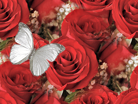 Розы и бабочка