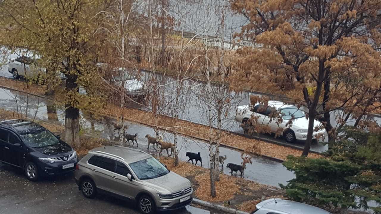 Астрахань перевыполняет план по отлову собак? | 17.11.2021 | Астрахань -  БезФормата