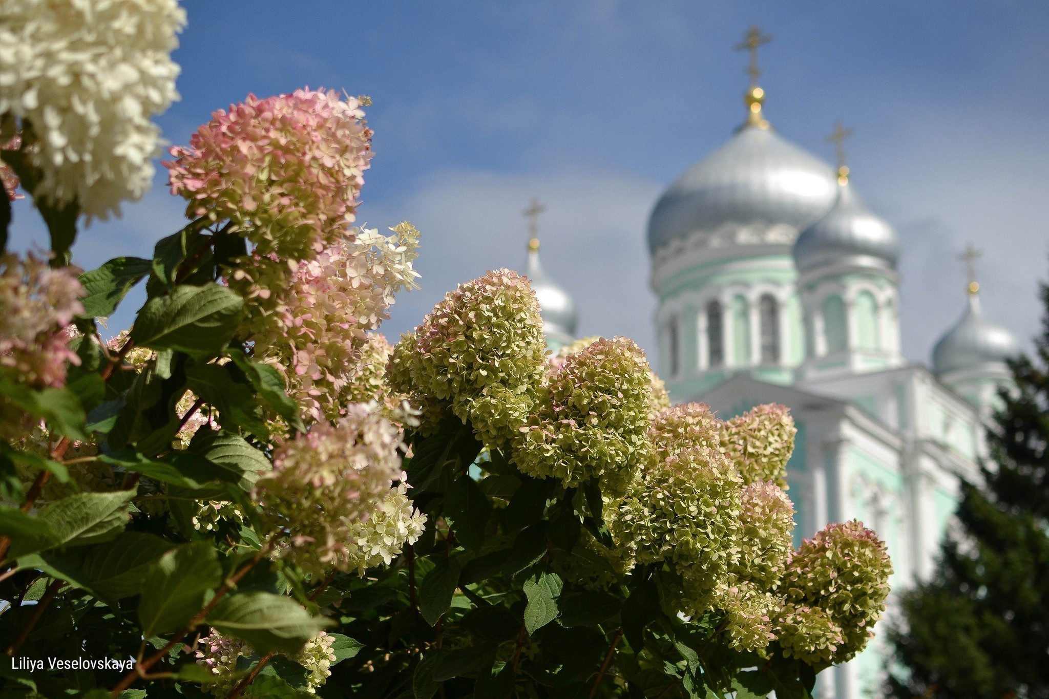 Р”РёРІРЅРѕРµ Р”РёРІРµРµРІРѕ РІ С†РІРµС‚Сѓ