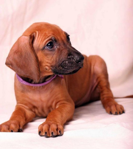 Собака розенбаума фото