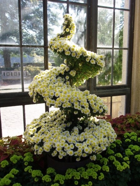 Хризантема ампельная фото и описание