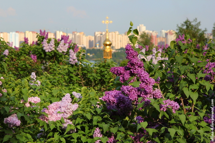 Карта сирени в москве