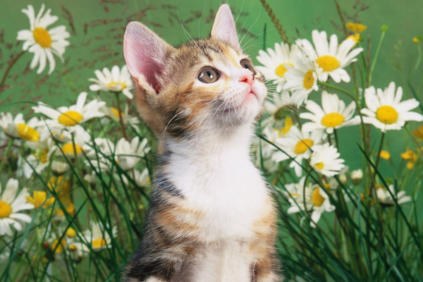 https://content.foto.my.mail.ru/mail/vyachser/_mypagephoto/i-26951.jpg