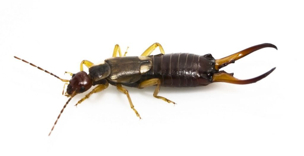 Двухвостки: особенности жизнедеятельности опасного насекомого