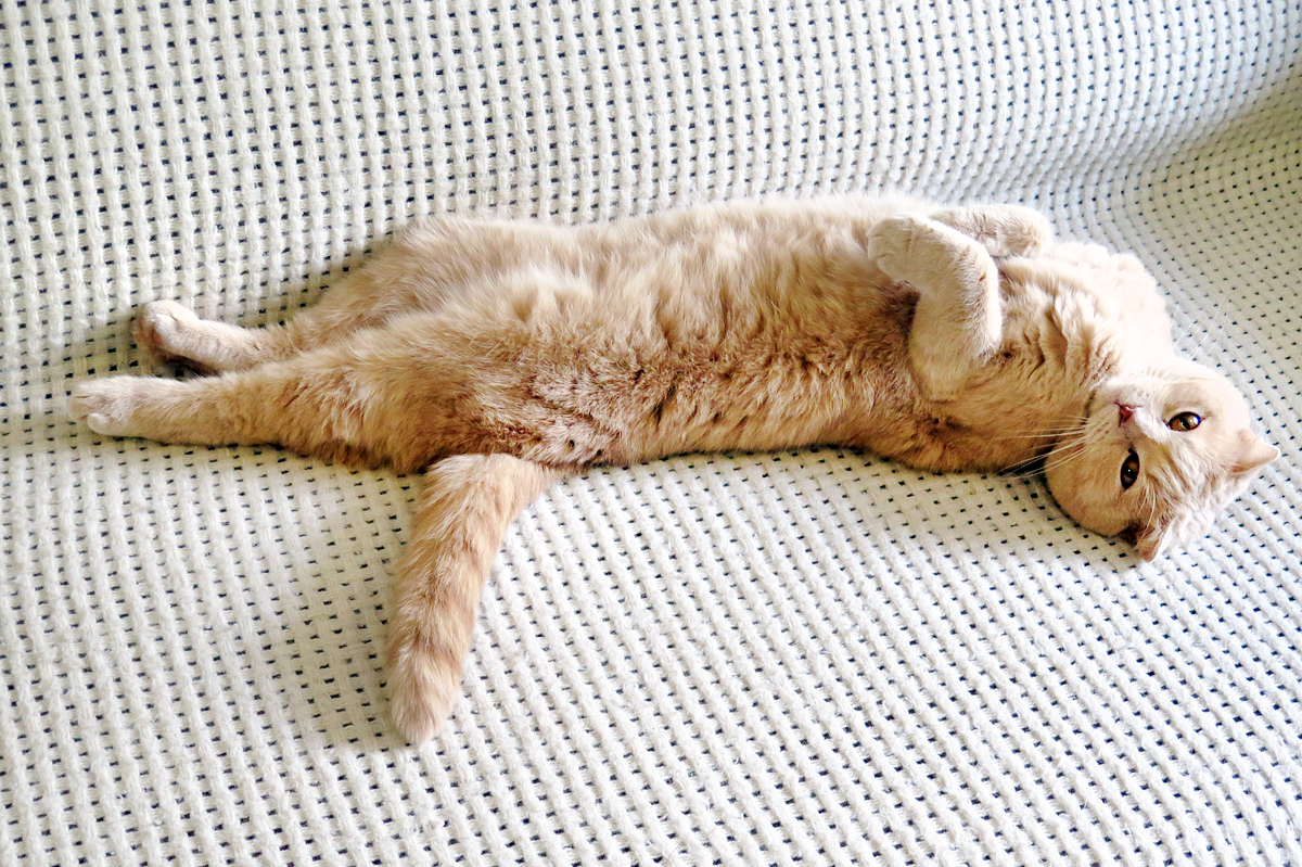 Чилая. На Чили на расслабоне. Кот расслабон. Коты на расслабоне. Смешной кот на расслабоне.