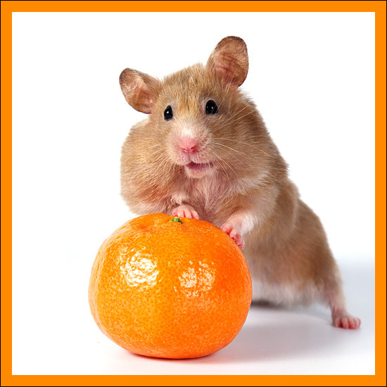 Можно ли крысам мандарины. Хомяк Мандаринка. Хомяк мандарин. Хомяк ест апельсин. Хомяк с апельсином.