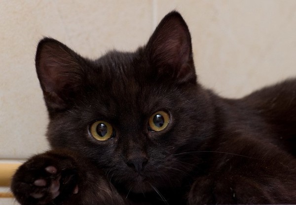 Метис кот