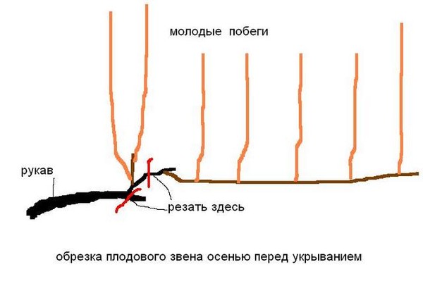 Как правильно обрезать виноград осенью фото ГОТОВИМСЯ К ЗИМЕ - виноград для начинающих, пользователь Алексей Бойко Группы Мо