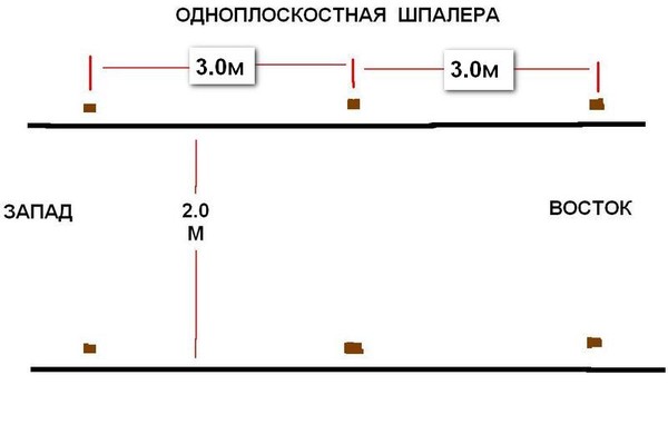 Схемы посадки винограда расстояние между кустами