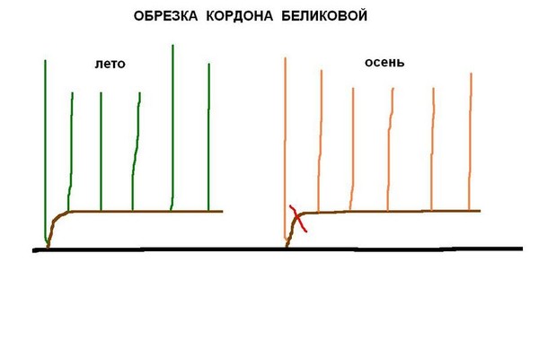 Горизонтальный кордон винограда схема и размеры