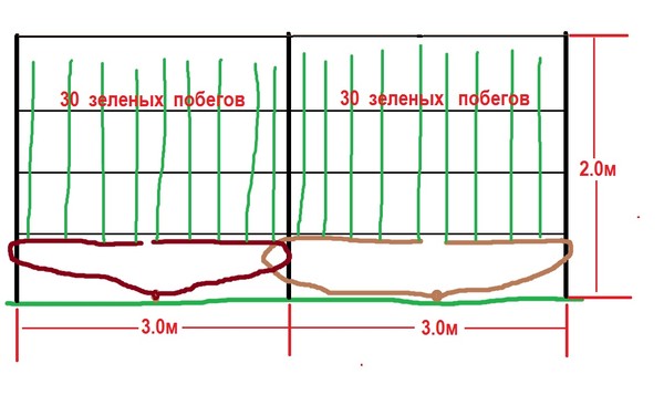 Схема посадки винограда в теплице расстояние между кустами