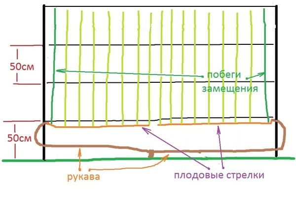 Схема посадки винограда в теплице расстояние между кустами