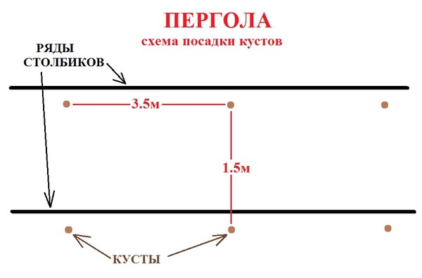 Схемы посадки винограда расстояние между кустами