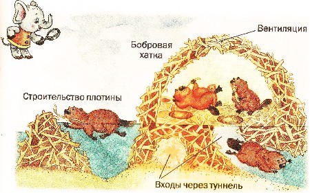 Схема бобровой хатки