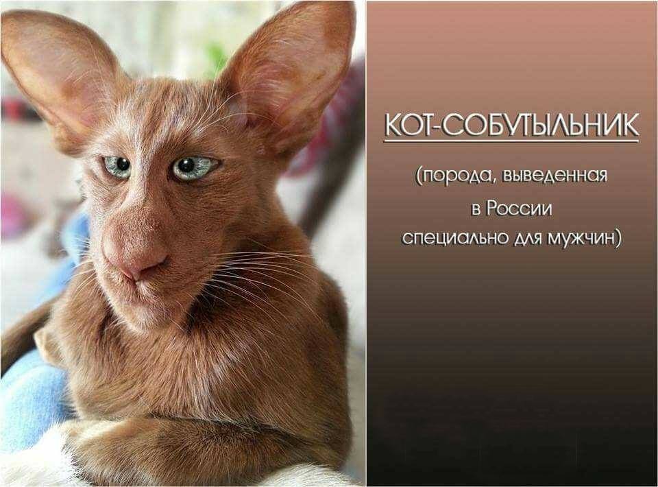 Смехуюшки