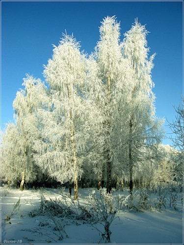 белые березы