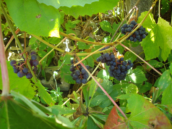 Мой виноград