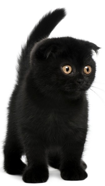 Черная кошка вислоухая
